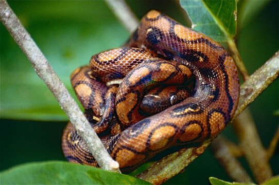 Image of rainbow boa