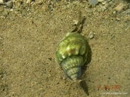 Image of nassa mud snails