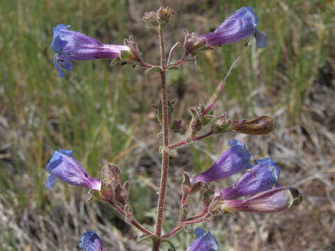 Image of Roezl's penstemon