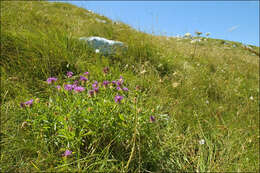 Image of Centaurea jacea subsp. julica (Hayek) Greuter