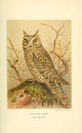 Image of Otus Pennant 1769