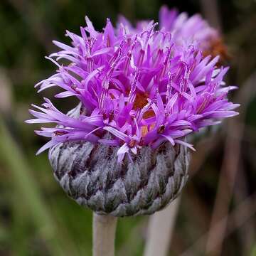 Image of Lessingianthus