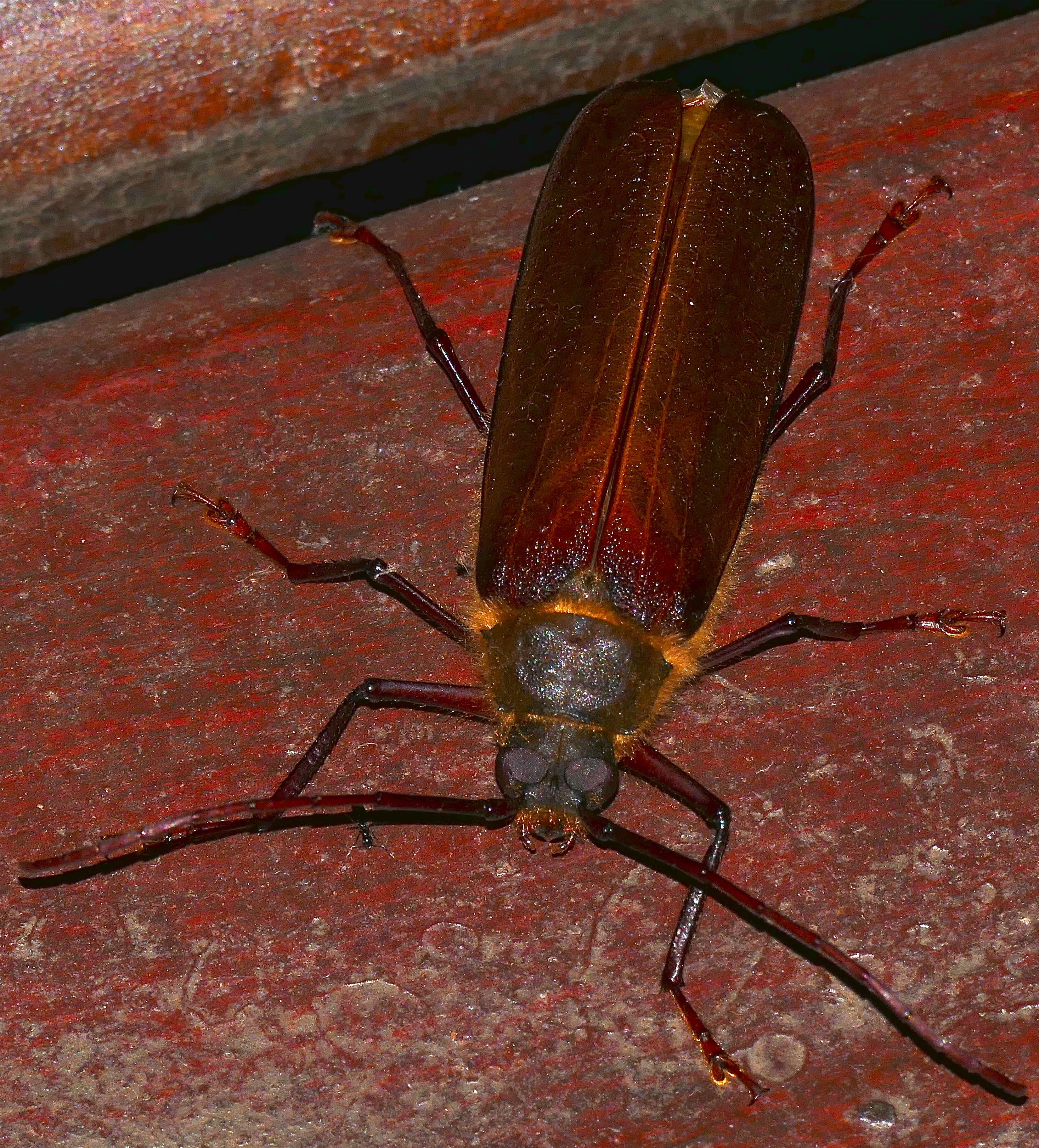 Image of Erioderus