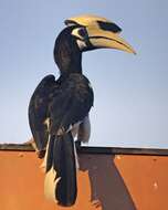 Image of Oriental Pied Hornbill