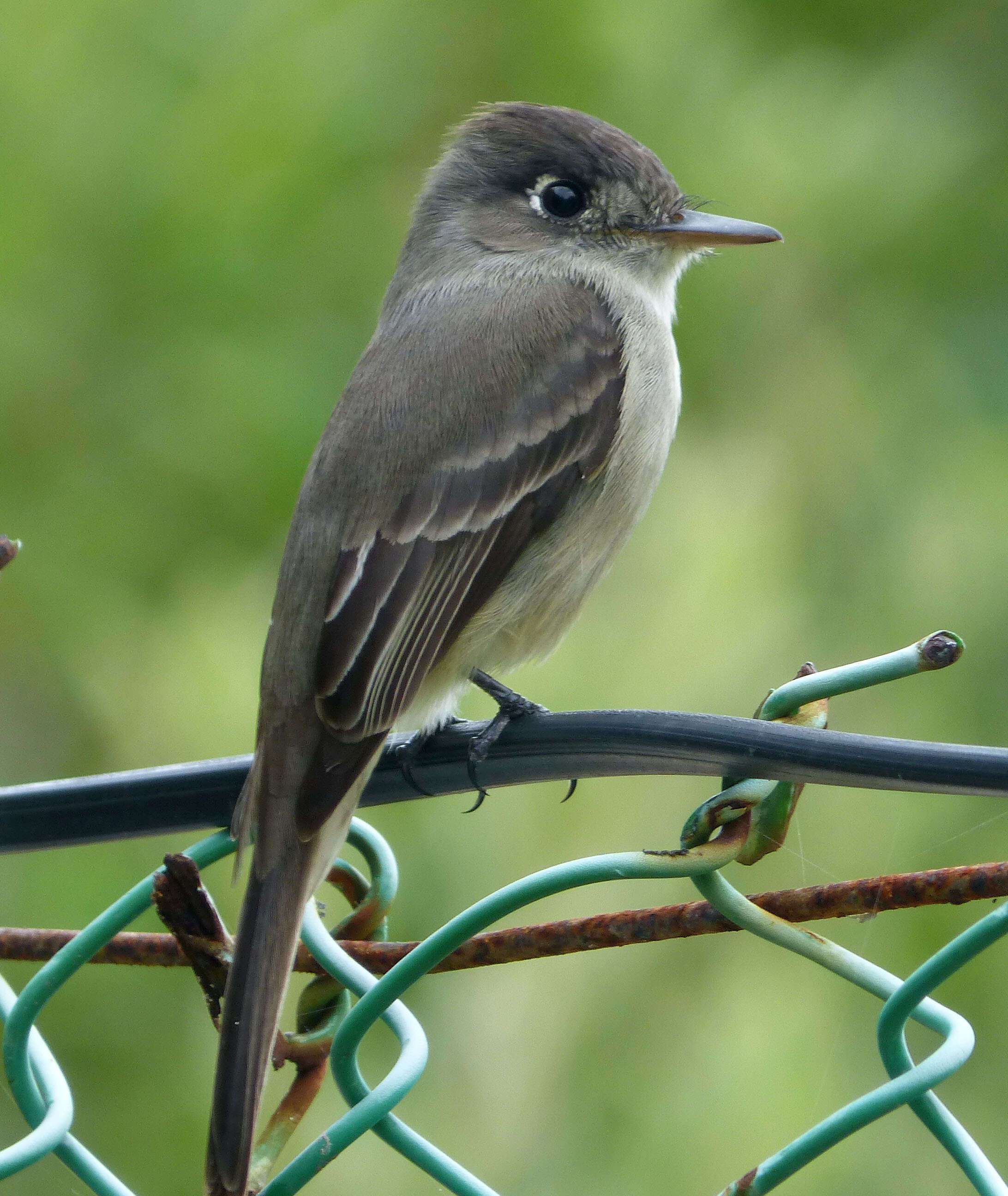 Image of Pewee