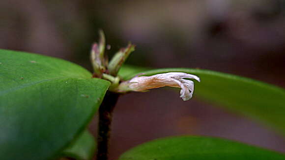 Herpetacanthus resmi