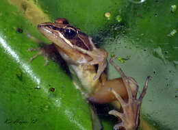 Image of stream frogs