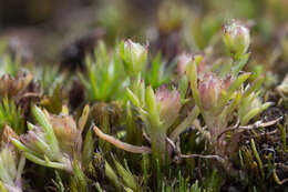 Image of Brachyscome perpusilla (Steetz) J. Black