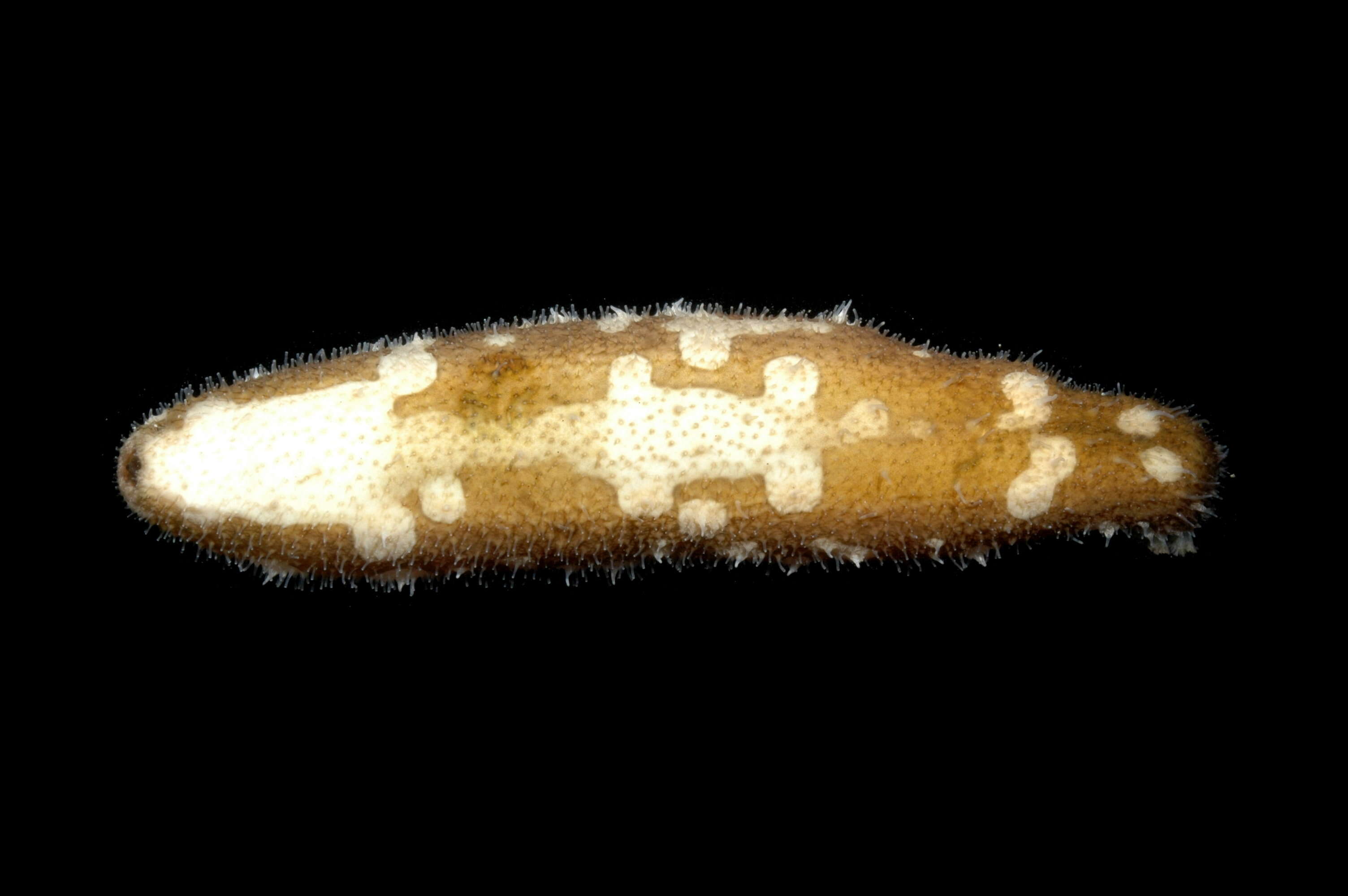 Image of sea cucumbers