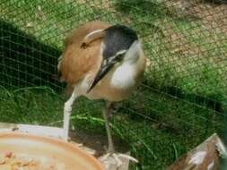 Image of Night Herons