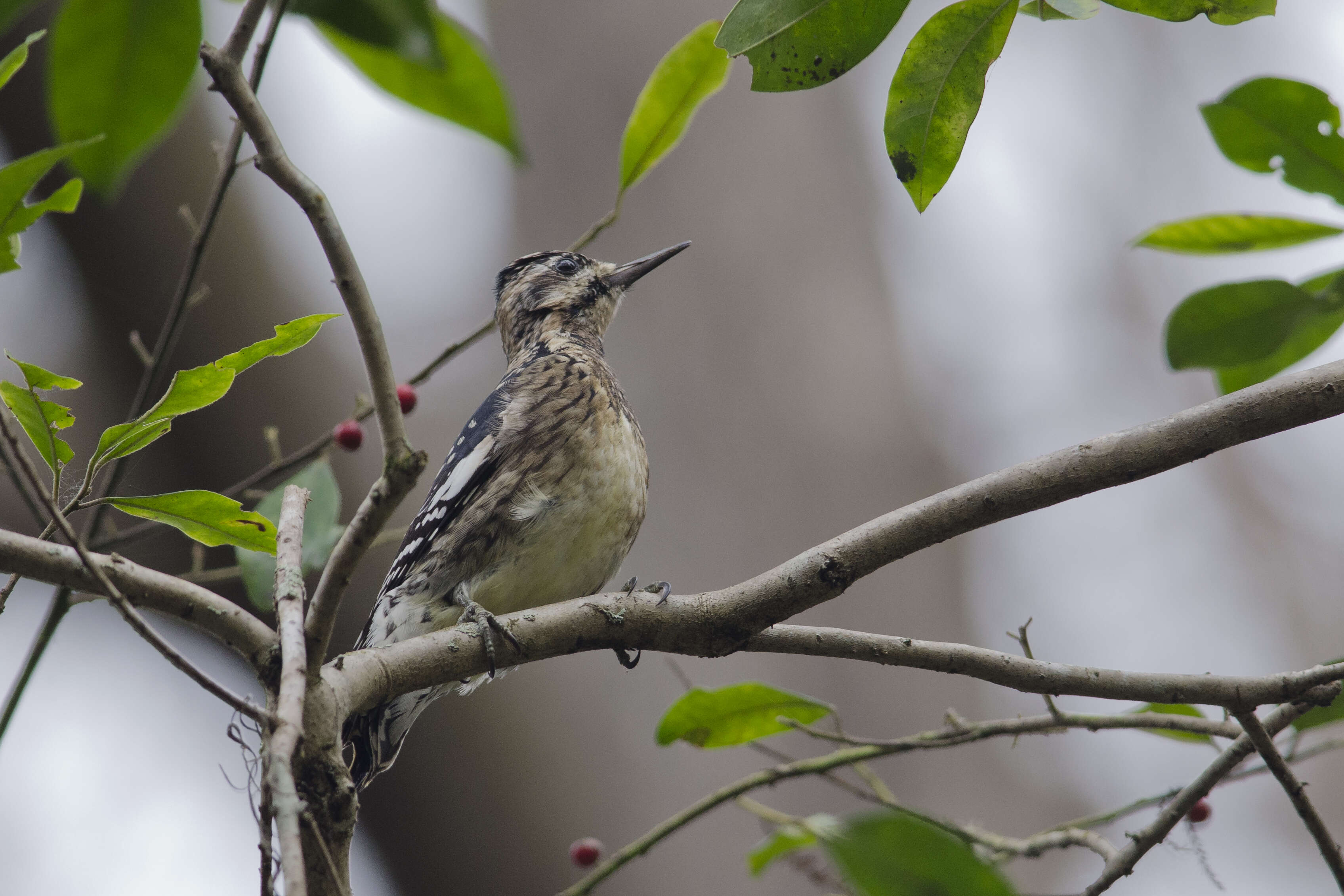 Image of Sapsucker