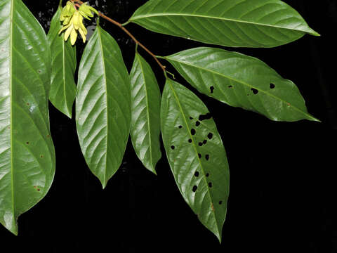 Image of Desmopsis verrucipes Chatrou, G. E. Schatz & N. Zamora