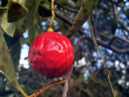 Image de bois de santal