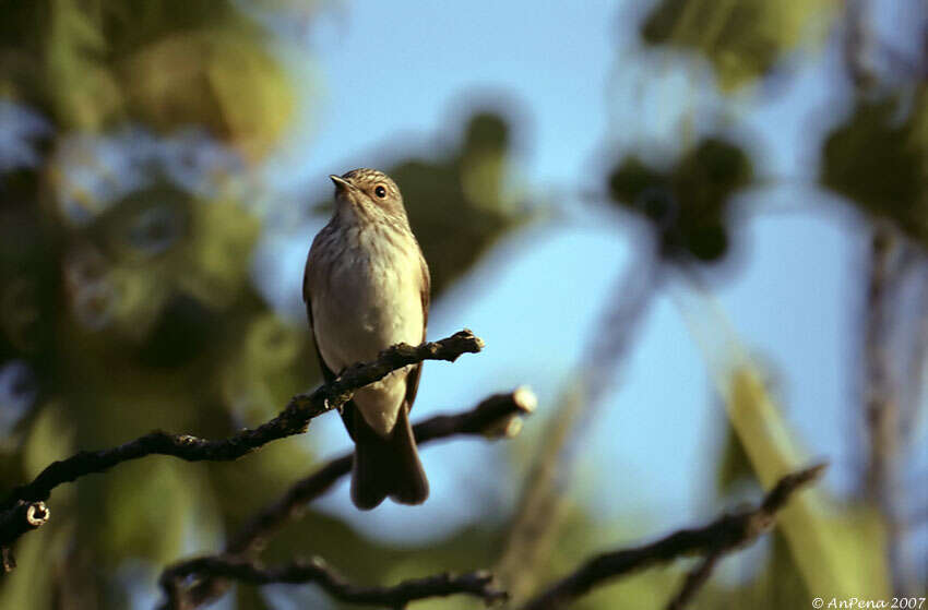 Image of Muscicapa Brisson 1760