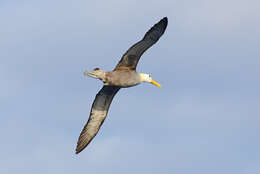 Image of North Pacific albatross