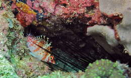 Image of Coral Hawkfish