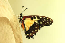 Image de Graphium angolanus baronis (Ungemach 1932) Ungemach 1932