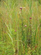 Image of Hemp-agrimony