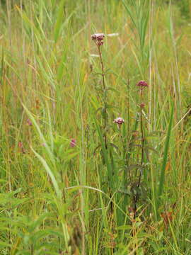 Image of hemp agrimony