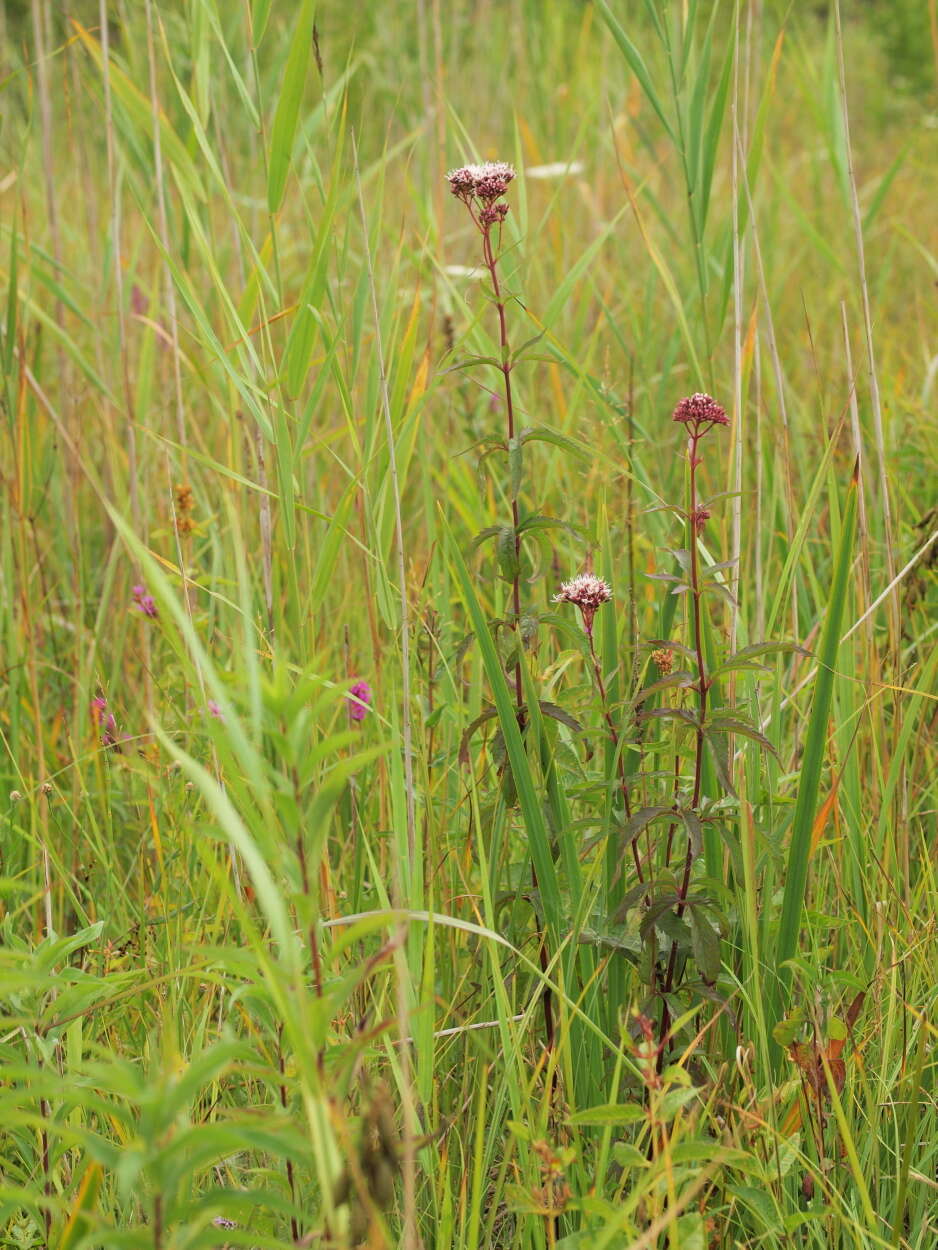 Image of Hemp-agrimony