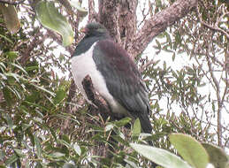 Image of Kererū