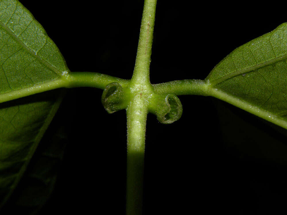 Plancia ëd Erythrina poeppigiana (Walp.) O. F. Cook