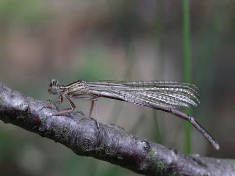 Image of Platycnemis Burmeister 1839