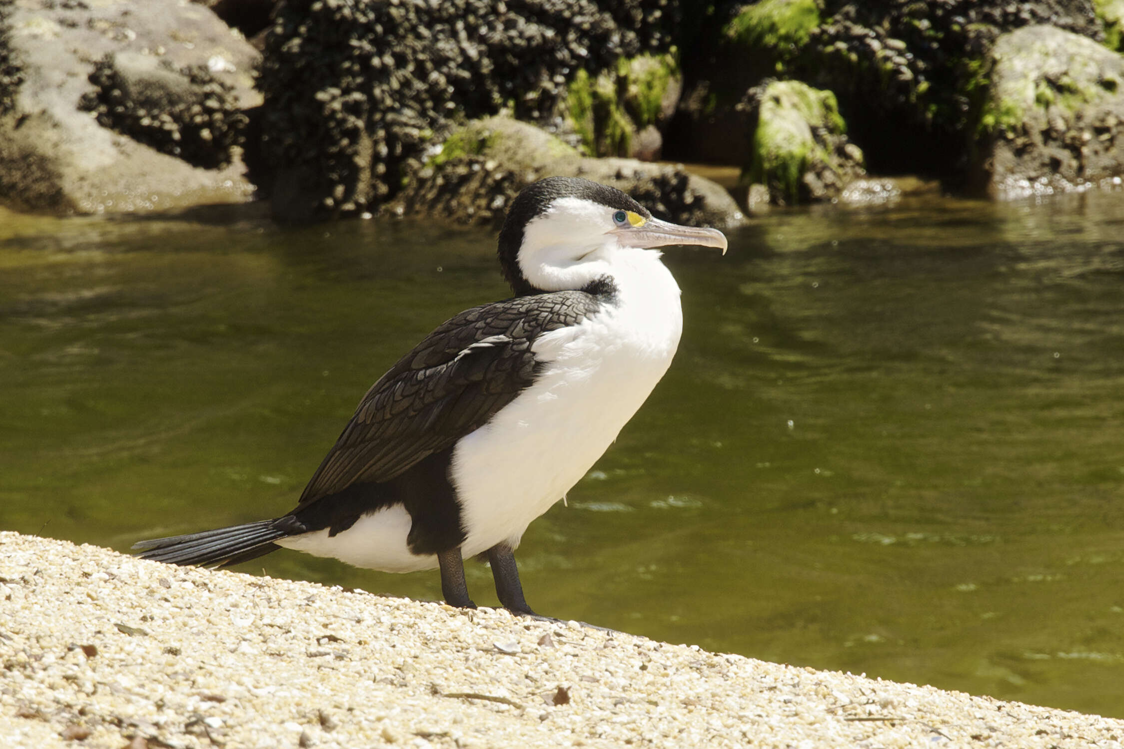 Plancia ëd Phalacrocorax varius (Gmelin & JF 1789)