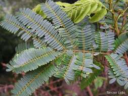 Image of albizia