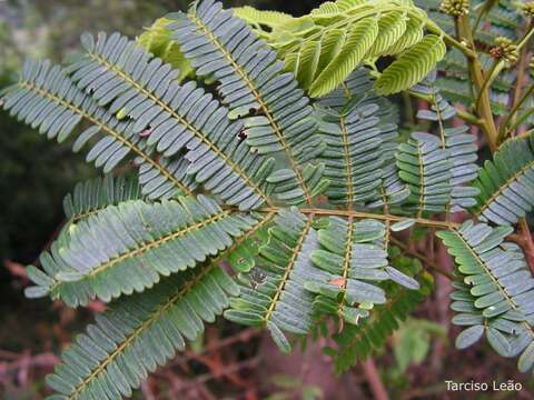 Image de Albizia pedicellaris (Dc.) L. Rico