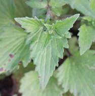 Image of Senecio bombayensis Balakr.