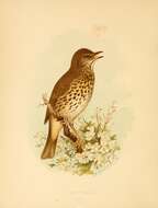 Image of Song Thrush