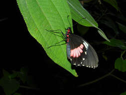 Image of Parides iphidamas (Fabricius 1793)