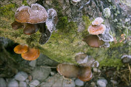 Image of Flammulina elastica (Sacc.) Redhead & R. H. Petersen 1999