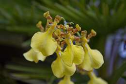 Image of Oncidium splendidum