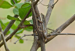 Image of Dwarf Geckos