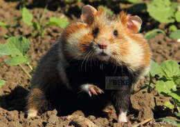 Image of hamsters