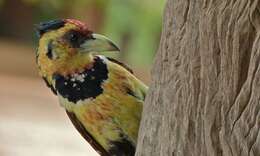 Image of African terrestrial barbets