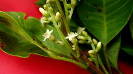 Image of Peraceae