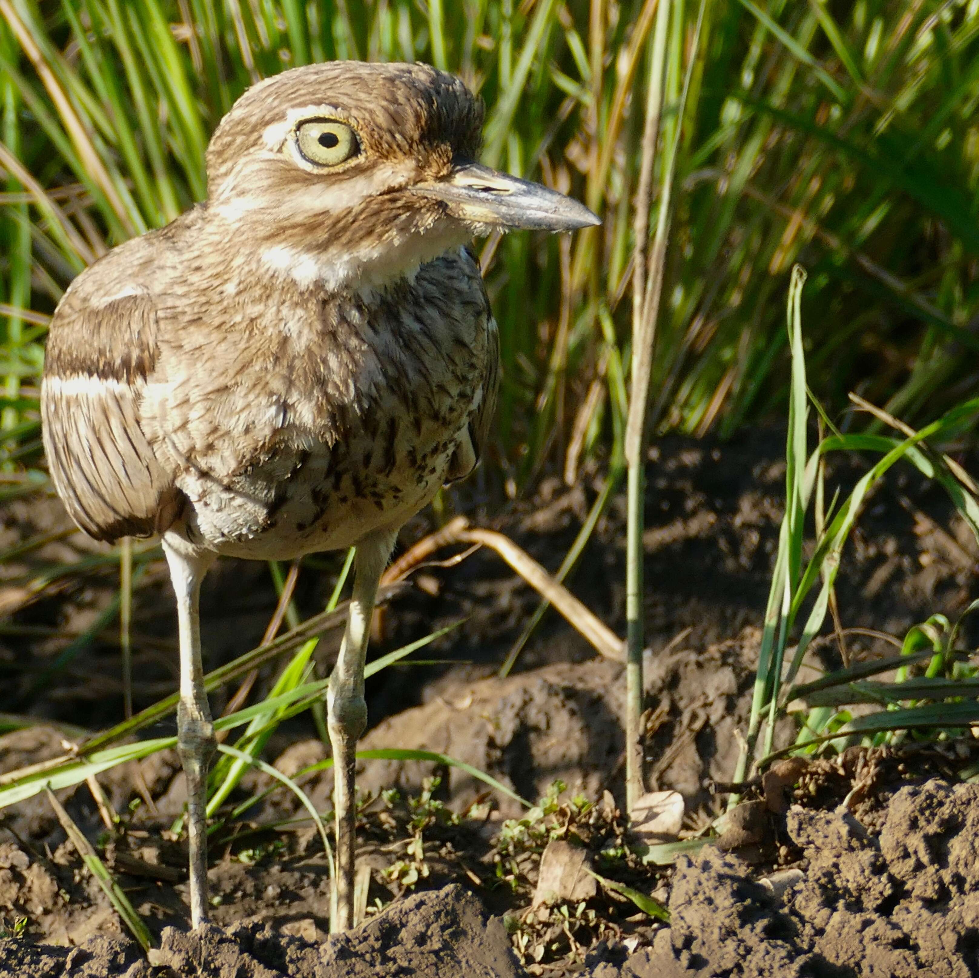 Image of Water Dikkop