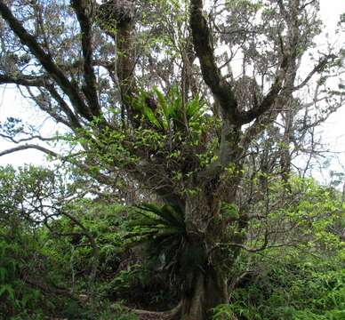 Image of 'ahakea