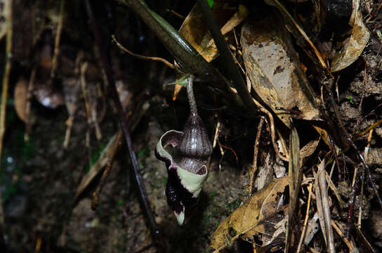 Image of Asarum glabrum Merr.