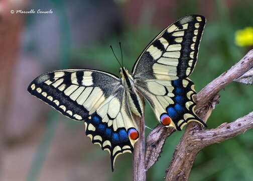 Image of Old World Swallowtail