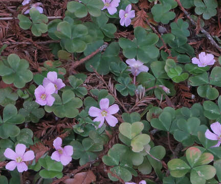 Image of redwood-sorrel