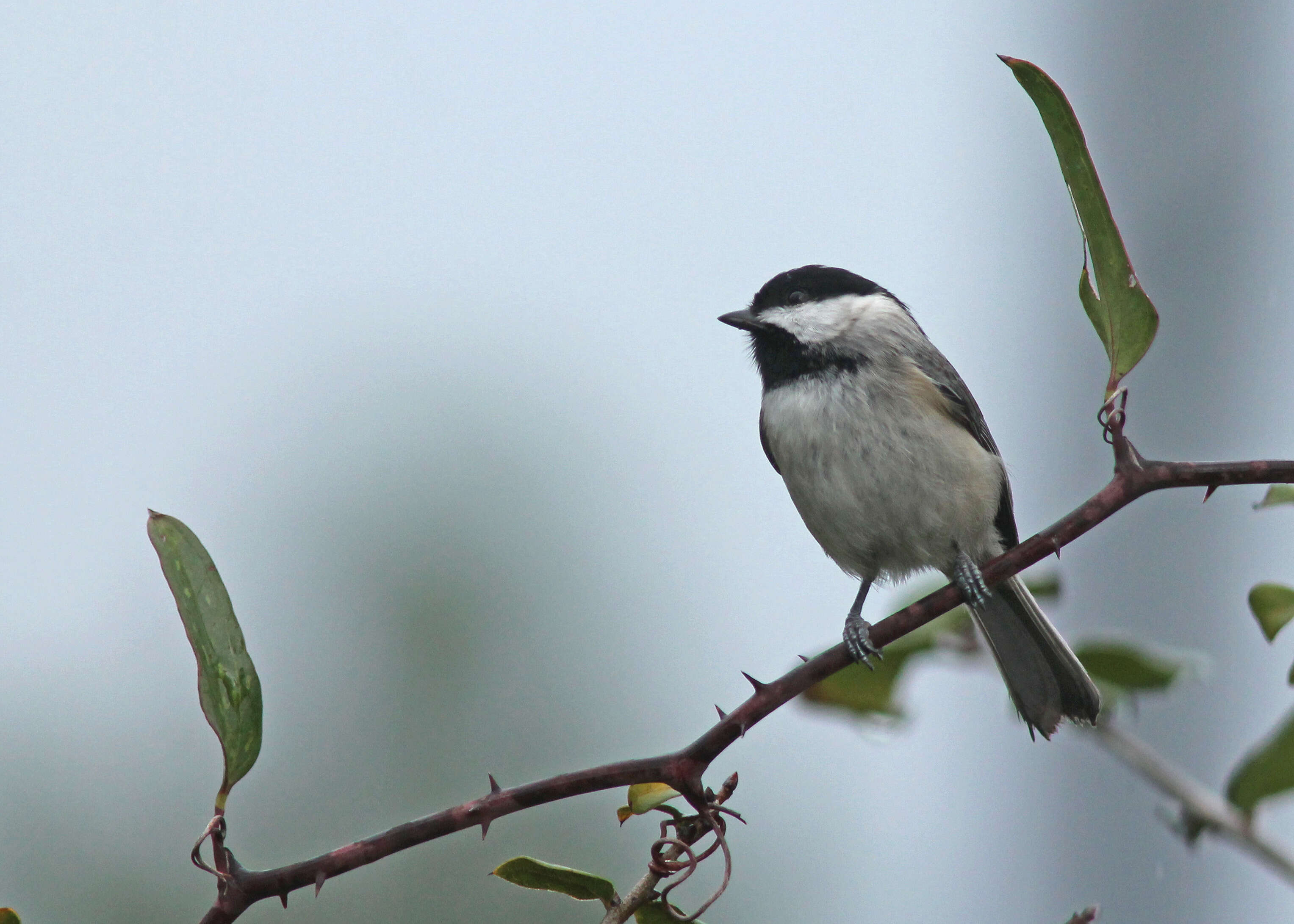 Image of Carolina Chickadee