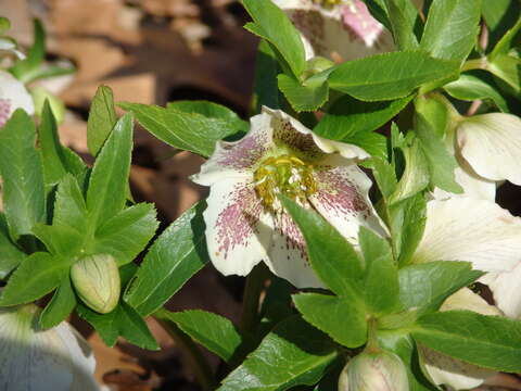 Image of lenten-rose