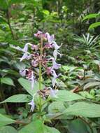 Image of Plectranthus kanneliyensis (L. H. Cramer & S. Balas.) R. H. Willemse