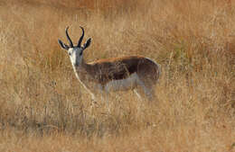 Image of Springbok