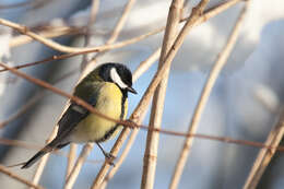 Image of Parus Linnaeus 1758