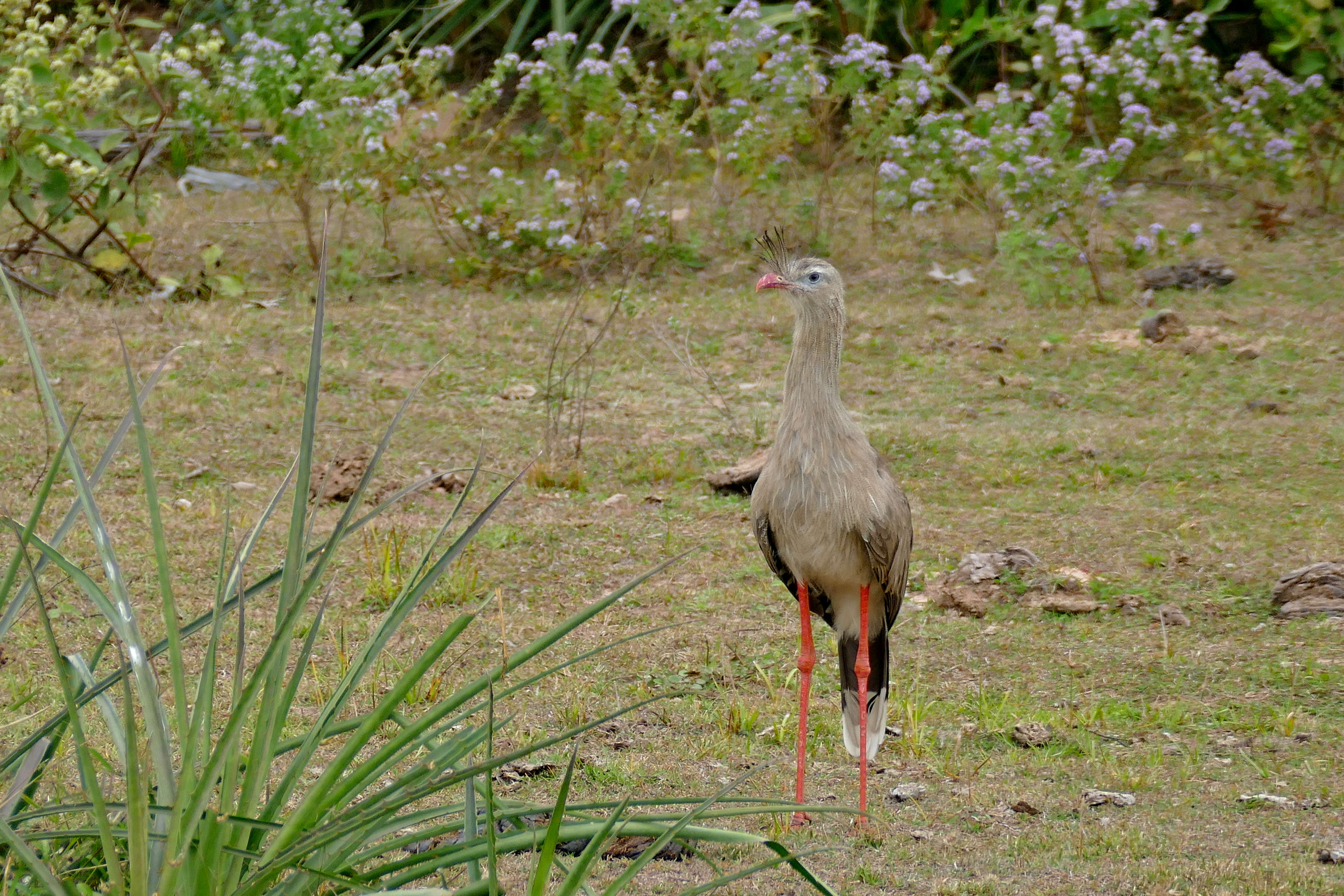 Image of Cariamiformes